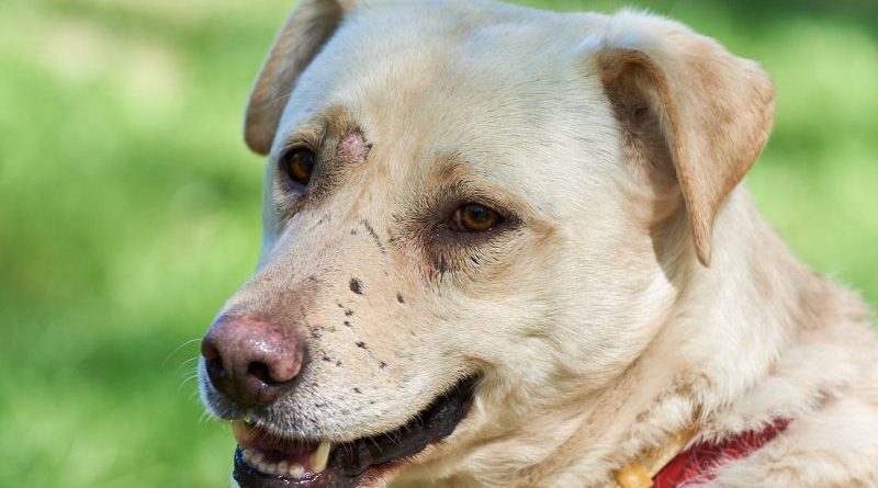 bubu11800 800x445 - Dzieciaki i psiaki - zajęcia z dogoterapii